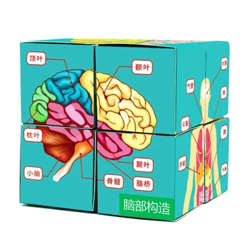 Анатомические Карты человека Куб Для Изучения Анатомии Медицинские Учебные Пособия Для студентов Наборы Анатомических Диаграмм Куб Для Изучения Органов человеческого Тела